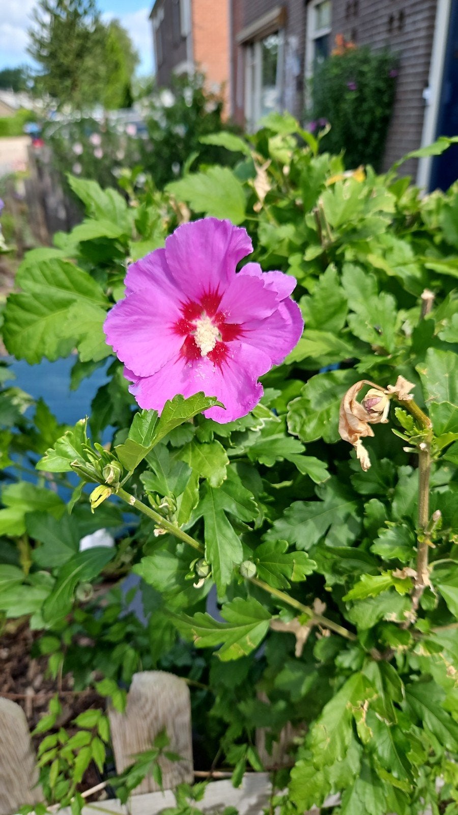 Prachtige Hibiscus Syriacus - Roze met Rood Hart, Volle zon, Vaste plant, Zomer, Ophalen