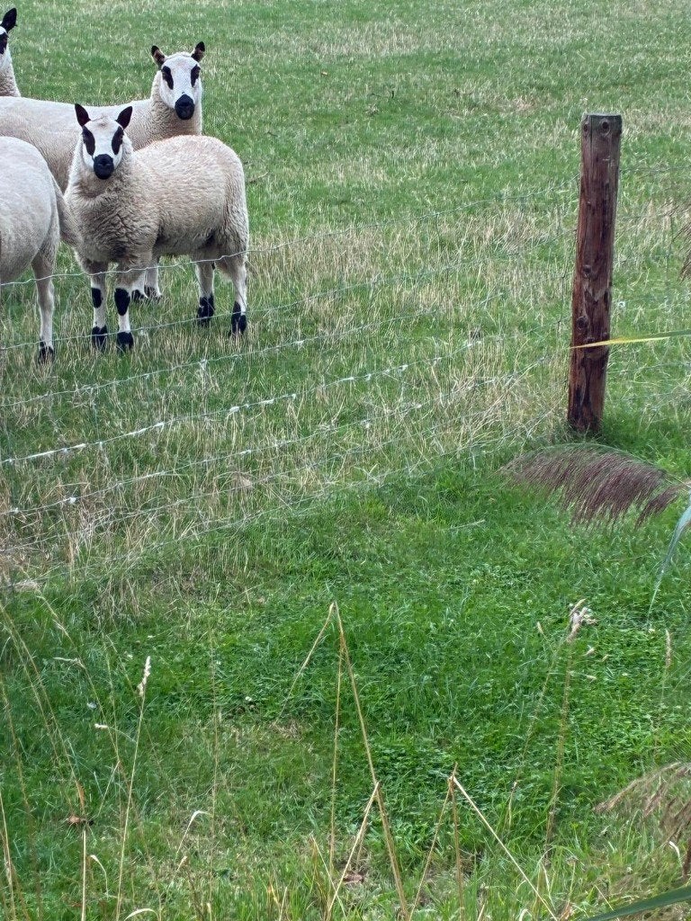 Mooie kerry hill ram, Dieren en Toebehoren, Mannelijk, Schaap, 0 tot 2 jaar