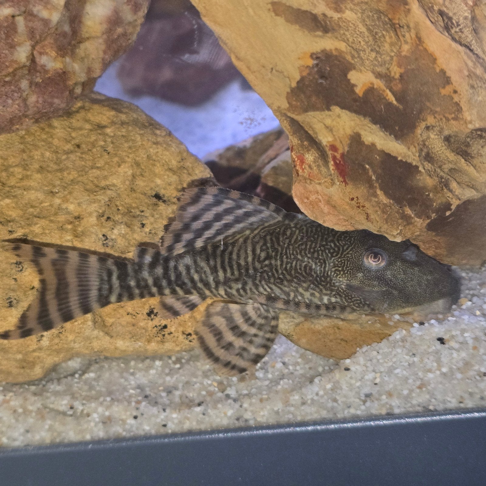 1379 pleco AANBIEDING NU MAAR €39,99, Dieren en Toebehoren, Vis