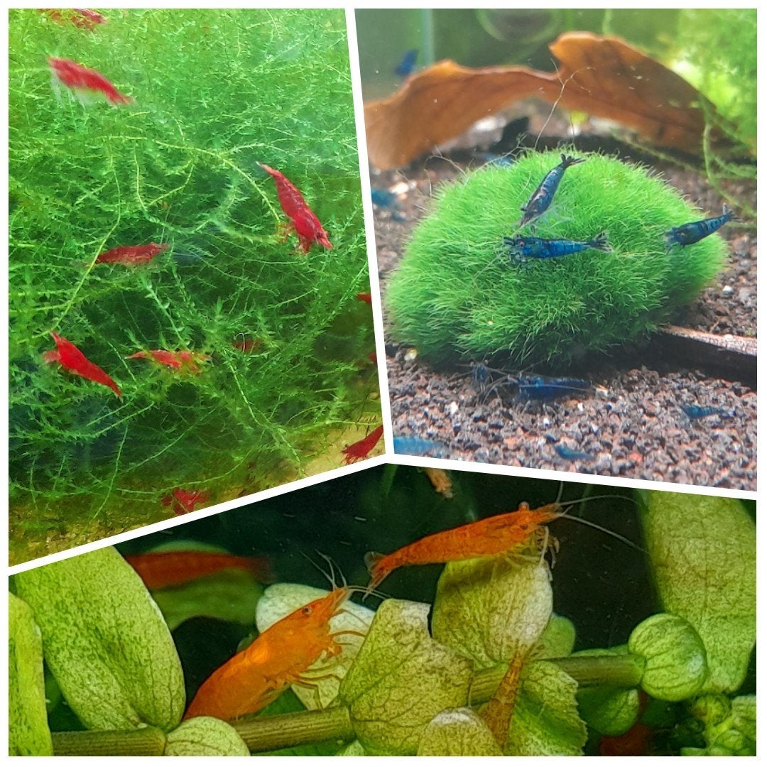 Mooie rode, oranje en blauwe garnalen 15 voor 15 euro, Dieren en Toebehoren, Vissen | Aquariumvissen, Kreeft, Krab of Garnaal