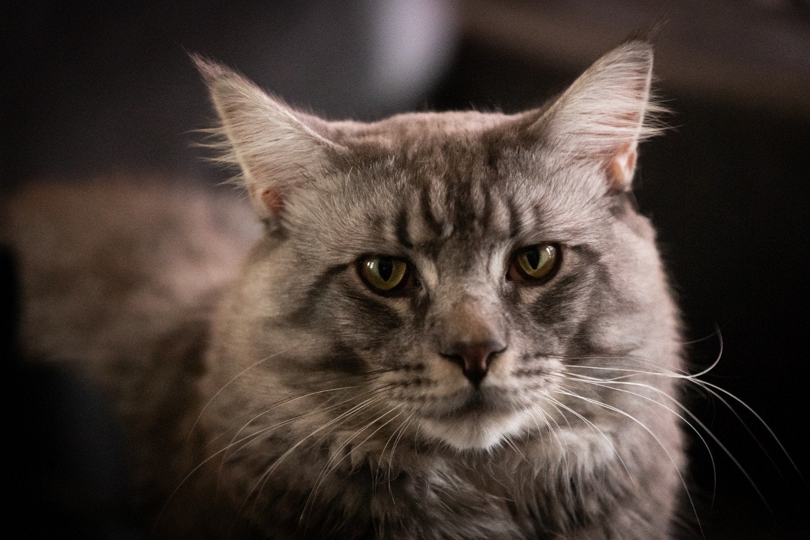 Maine coon man zonder stamboom, Kater, 3 tot 5 jaar