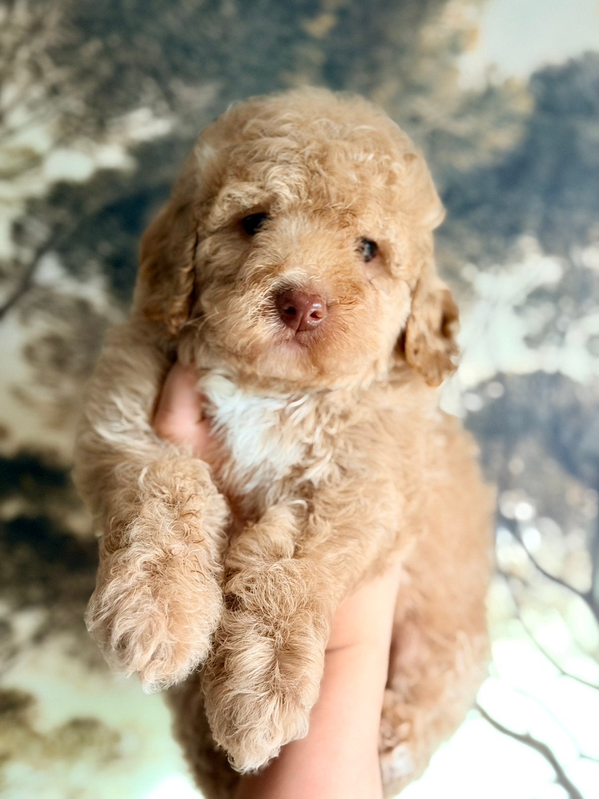 Prachtige mini labradoodle pups te koop! WIJ MOGEN VERHUIZEN, Parvo, Overige rassen, 8 tot 15 weken, Meerdere