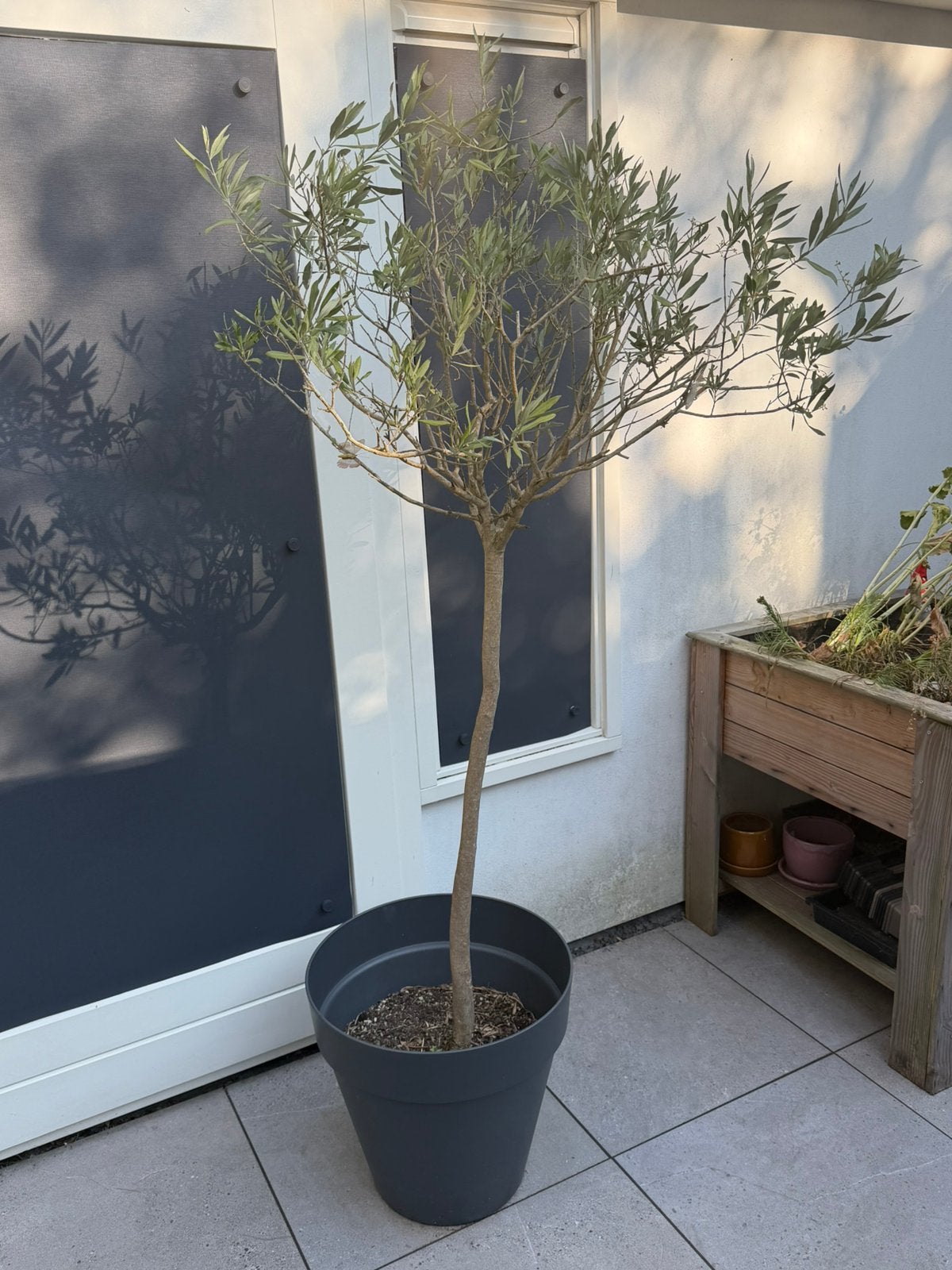 Olijfboom in pot, Tuin en Terras, 100 tot 250 cm, Olijfboom, Zomer, Ophalen