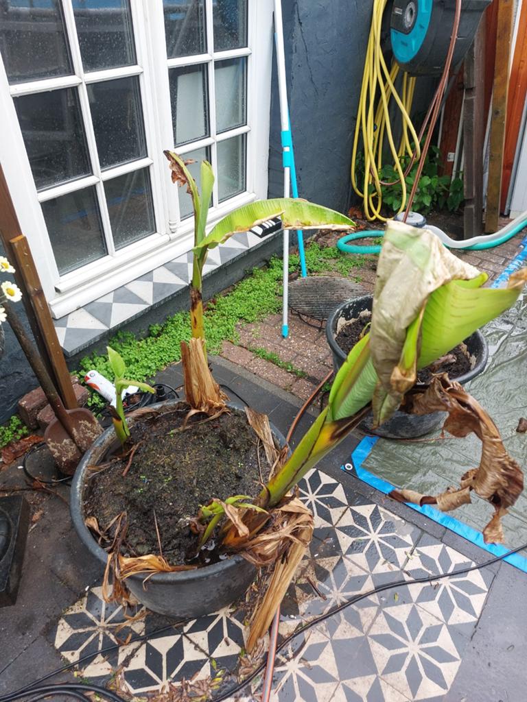 Bananenplant in pot - Musa Basjoo, Ophalen of Verzenden, Overige soorten, Volle zon