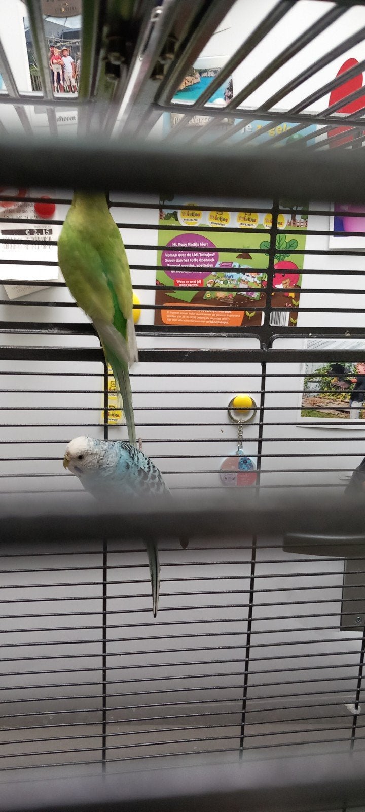 koppel grasparkieten, Meerdere dieren, Parkiet, Tam