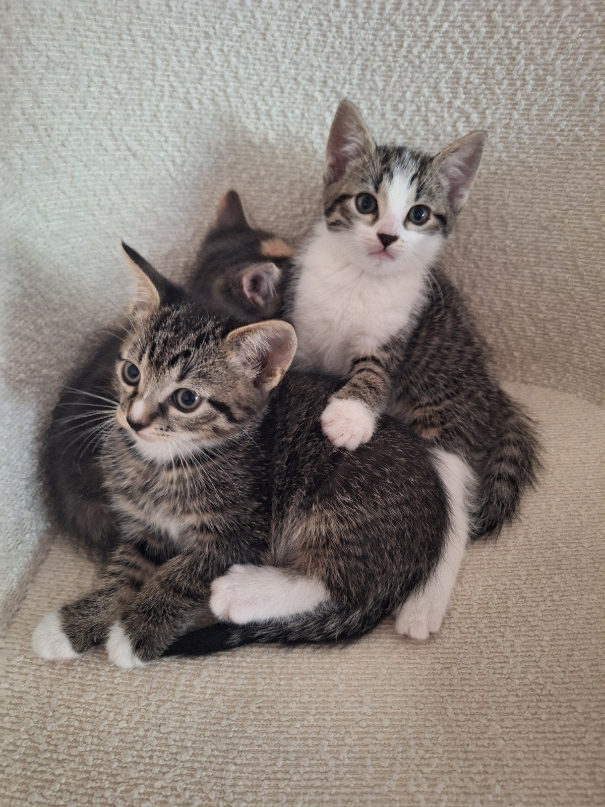 lieve tamme kittens, Meerdere dieren