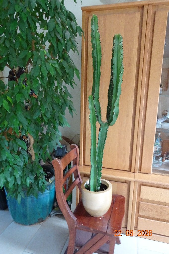 Cactus  /  Euphorbia, Ophalen, 100 tot 150 cm, In pot, Cactus