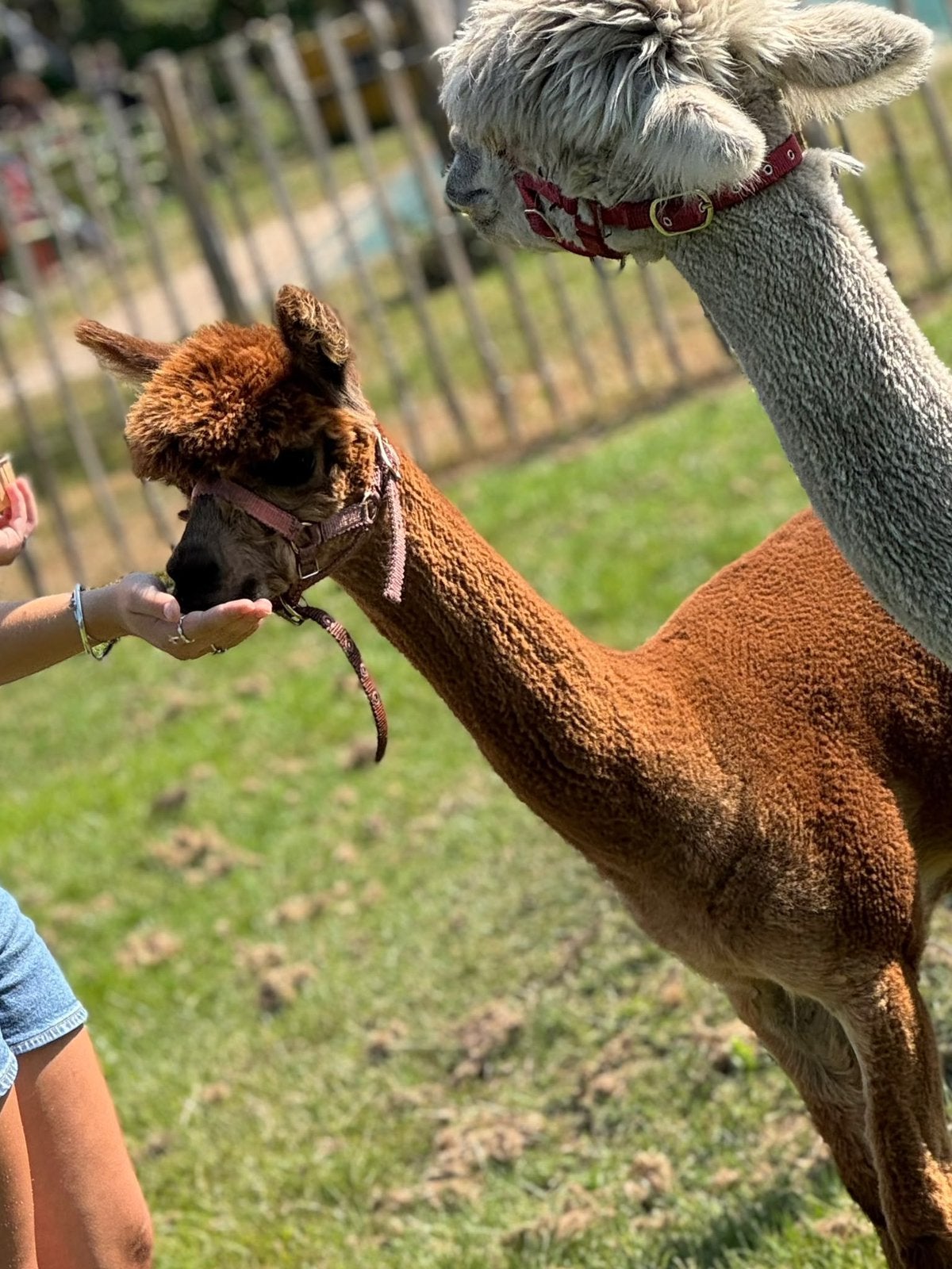 Alpaca merries, Dieren en Toebehoren, Januari, Vrouwelijk
