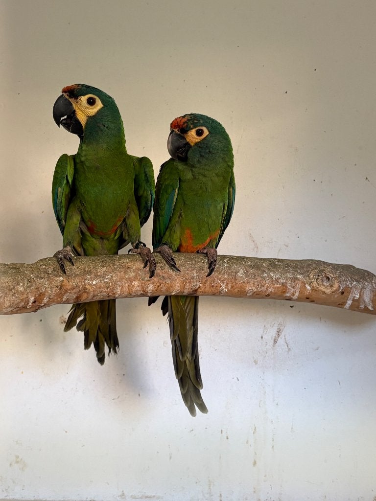 Ara maracana, Dieren en Toebehoren, Mannelijk, Papegaai, Geringd