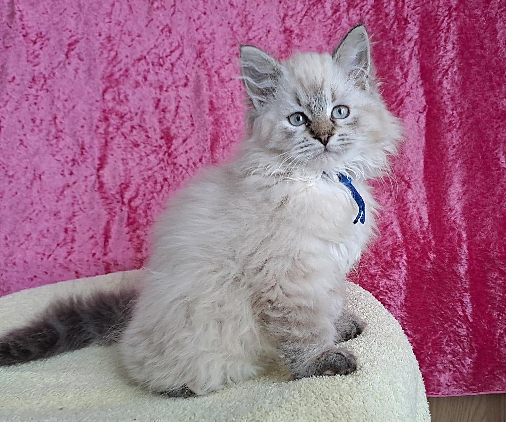 Siberische kittens Neva Masquerade nog 1 katertje, Meerdere dieren, Ontwormd