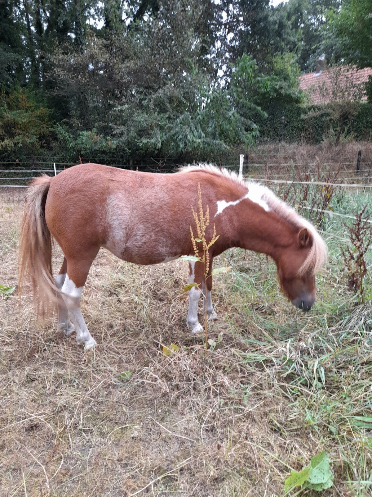 mini paardjes, Merrie, A pony (tot 1.17m), Gechipt, 3 tot 6 jaar