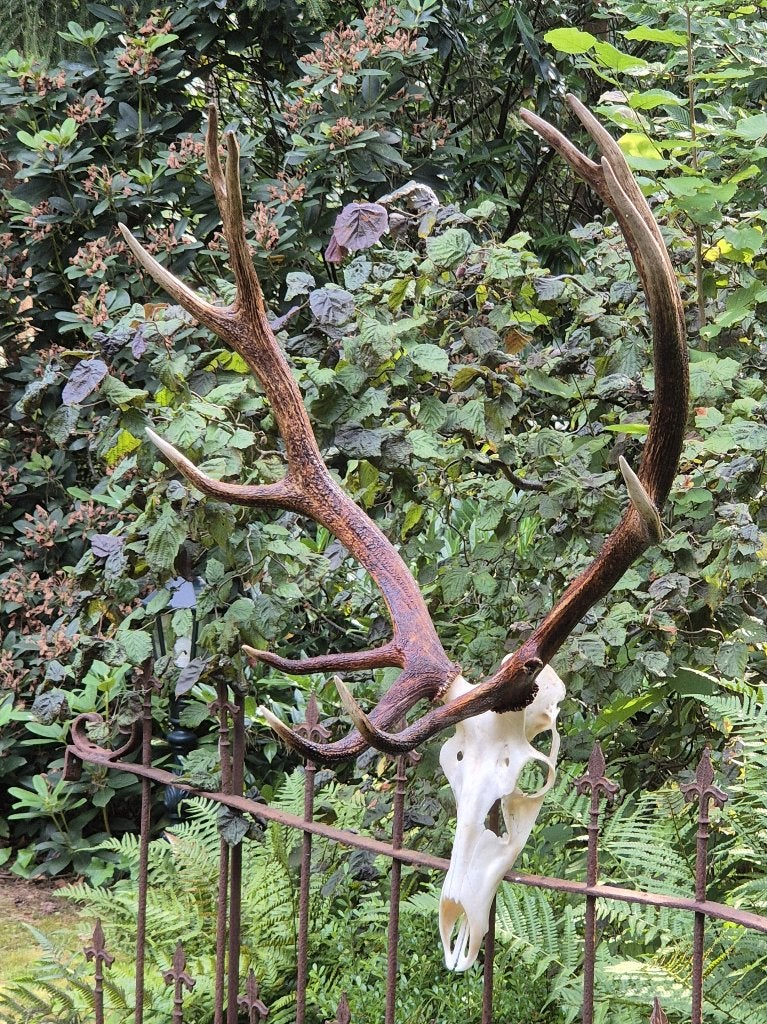 Mooi groot edelhert gewei Jacht Mancave taxidermie k11, Verzamelen, Dierenverzamelingen, Ophalen, Gebruikt, Hert, Gewei of Kop