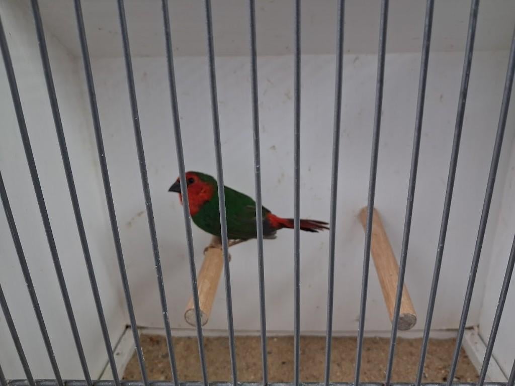 roodkop papagaai amadines, Meerdere dieren, Tropenvogel