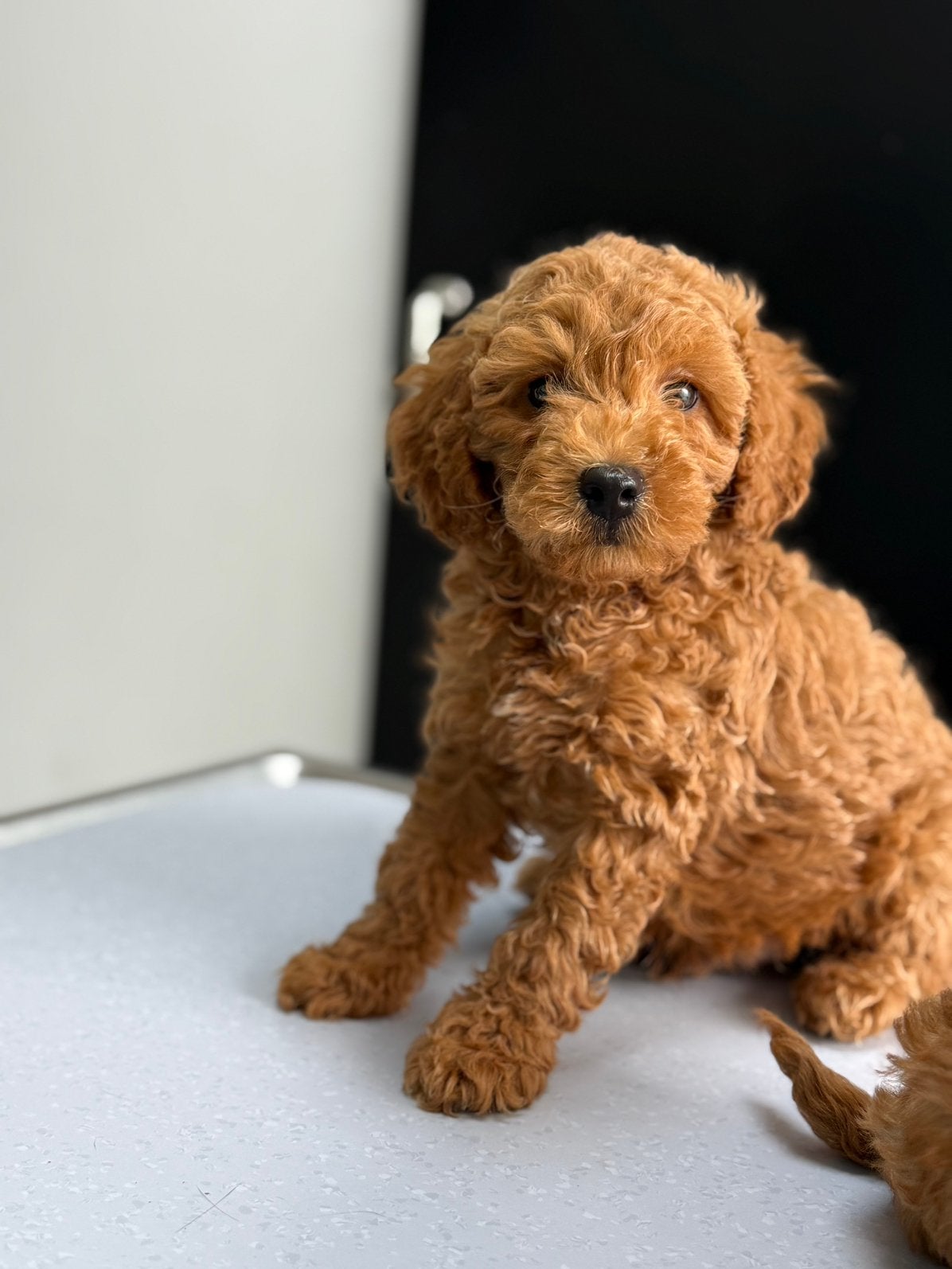 Prachtige mini (labra)doodle pups mogen verhuizen ️️, Parvo, Overige rassen, 8 tot 15 weken, Meerdere