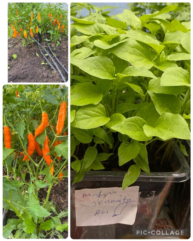Madame Jeanette tuin planten hete peper, Ophalen of Verzenden, Volle zon