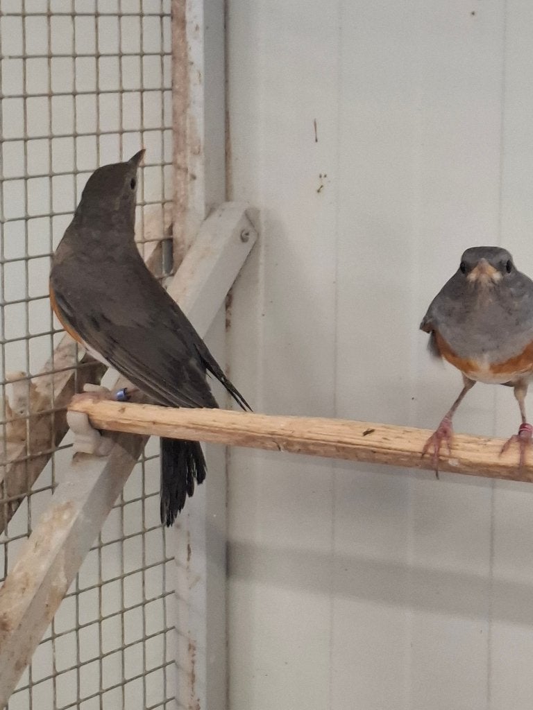 2 koppels grijskap lijsters, Meerdere dieren, Wildzangvogel