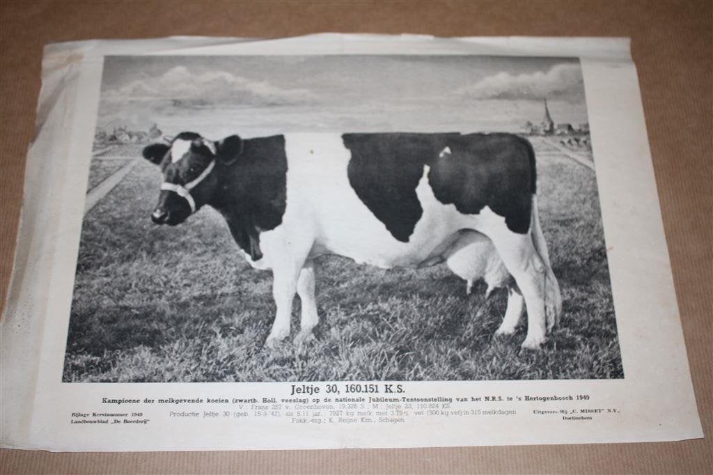Oude prent - Kampioens koe Jeltje - 1949 !!, Ophalen of Verzenden, Voor 1940, Gebruikt, Overige onderwerpen
