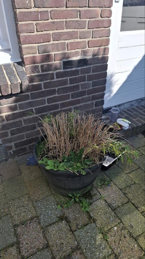 Gratis plantenbak met bboeplant, Tuin en Terras, Kunststof, Gebruikt, Balkon, Minder dan 60 cm