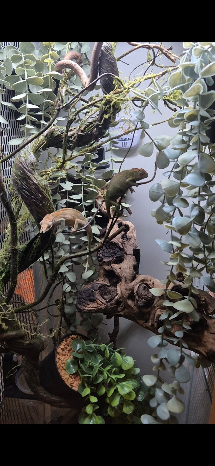 0.1 Dwergkameleon te koop (kinyongia boehmei), Dieren en Toebehoren, Reptielen en Amfibieën, 0 tot 2 jaar