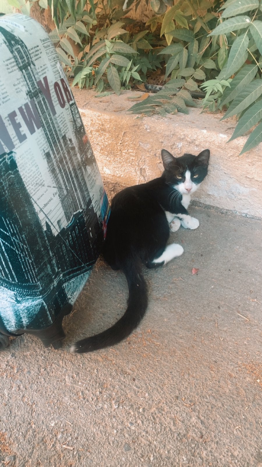 Gezocht: kitten omgeving Breda, Ophalen of Verzenden