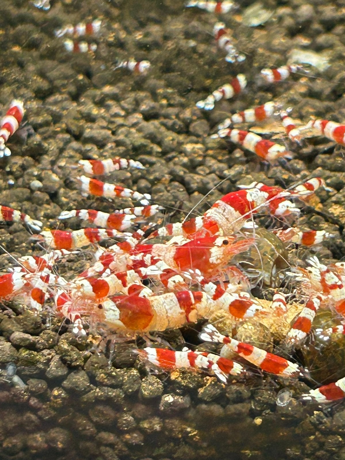 Mooie crystal red garnalen ph verlagend, Dieren en Toebehoren, Kreeft, Krab of Garnaal, Zoetwatervis, Schoolvis