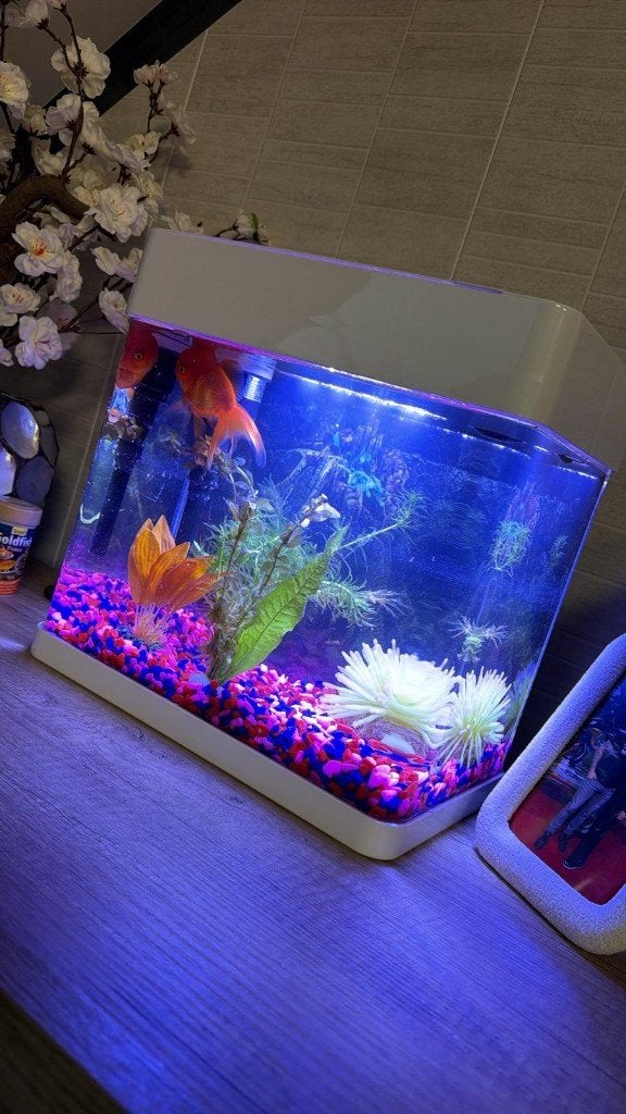 Compleet Aquarium met LED Verlichting & Toebehoren, Ophalen, Inclusief deksel, Nieuw, Leeg aquarium