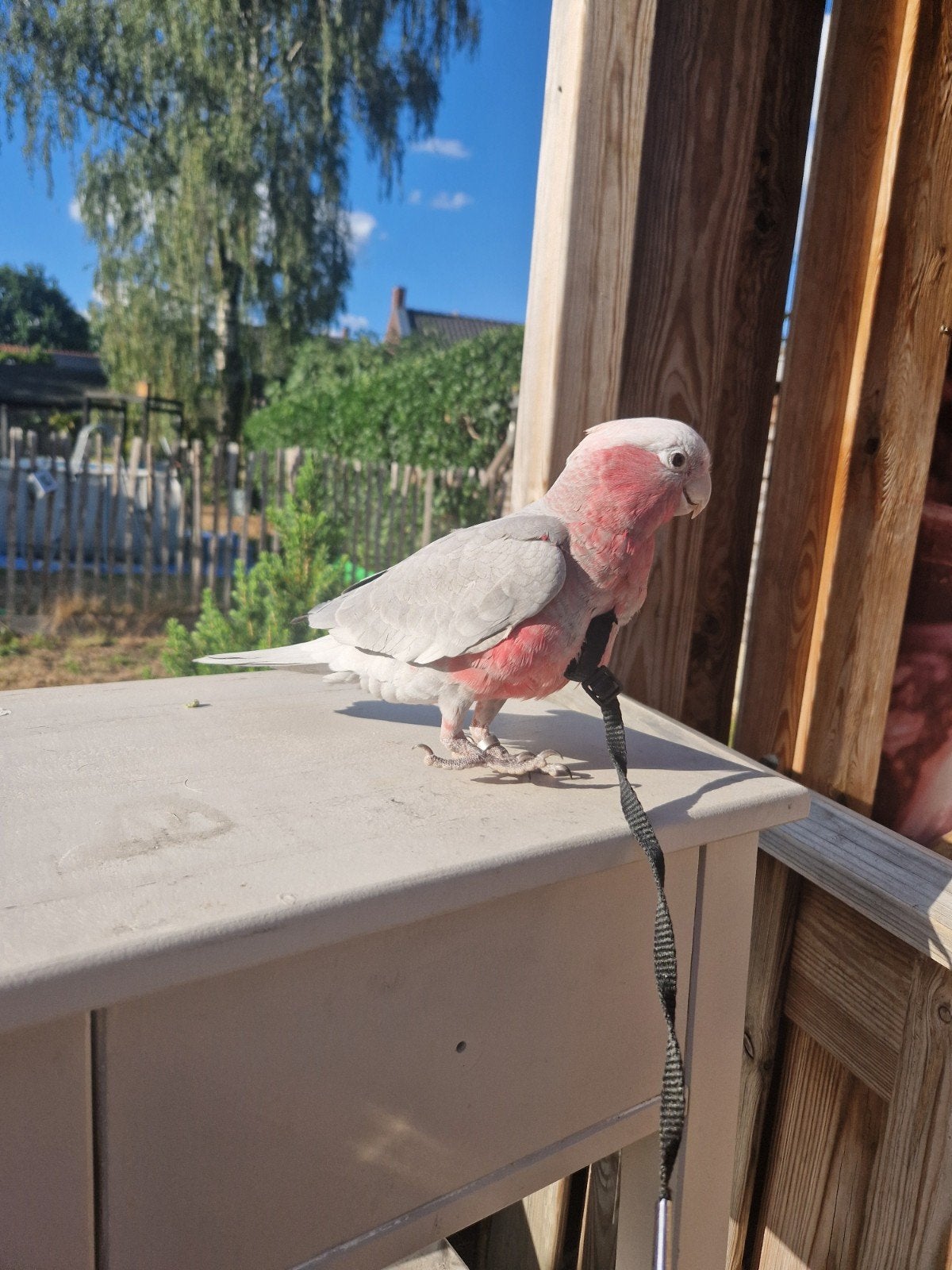 Mega mega tamme rose kaketoe baby, Vrouwelijk, Papegaai, Tam