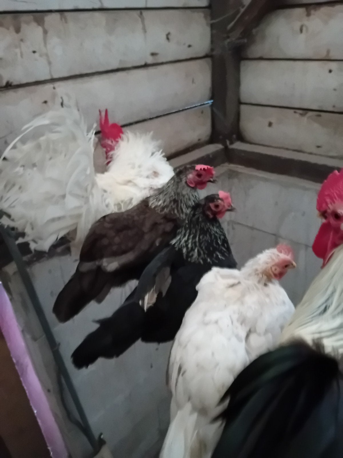 Chabo kippen/japanse krielen., Meerdere dieren, Kip