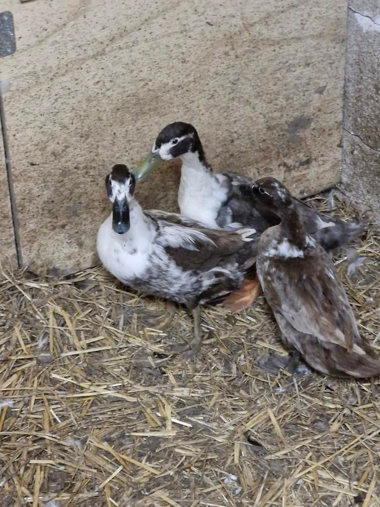 Eenden, Meerdere dieren, Eend