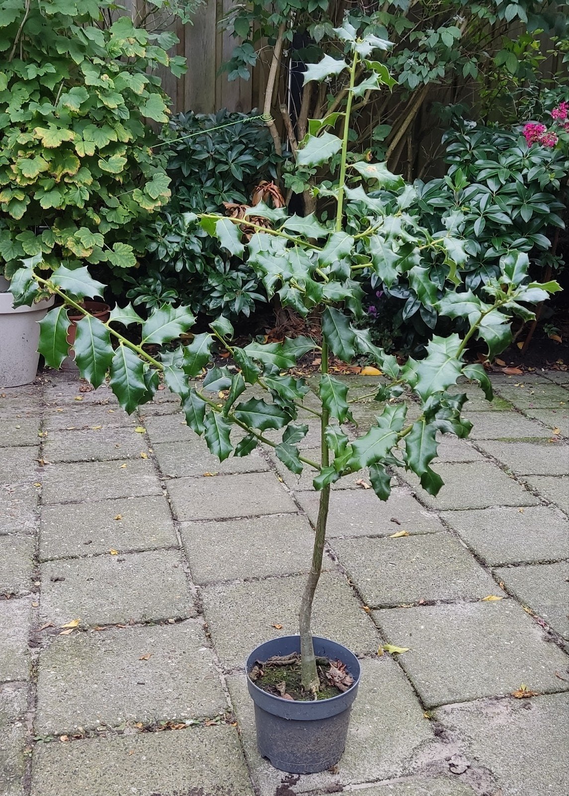 Hulst (Ilex aquifolium) - 90 cm hoog, Vaste plant, Bloeit niet, Halfschaduw, Ophalen
