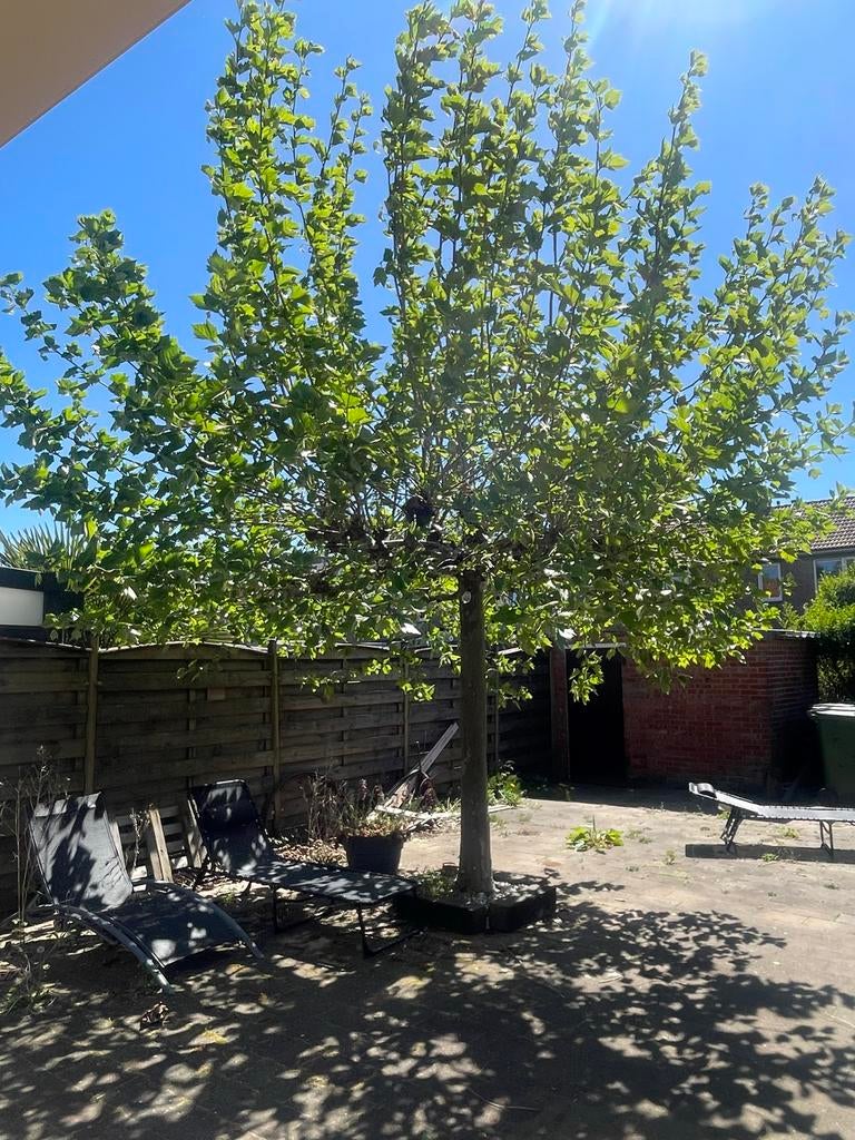 Gratis plataan (boom) - Zelf uitgraven, Tuin en Terras, Planten | Bomen, Overige soorten, Lente, 250 tot 400 cm, Ophalen