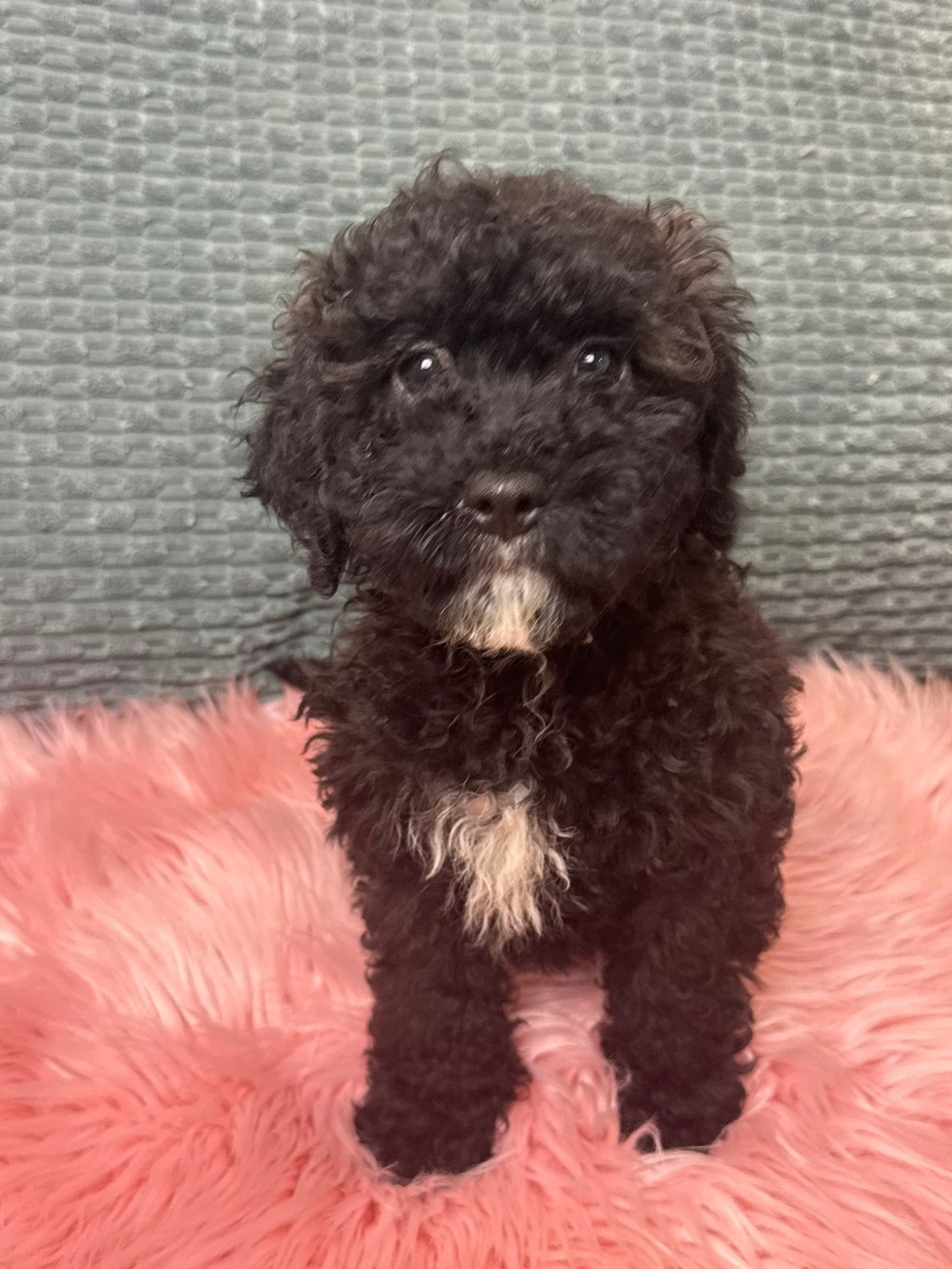 maltipoo pups 900€ reu en teefje, Nederland, Overige rassen, 8 tot 15 weken, CDV (hondenziekte)