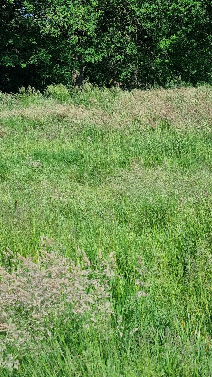 Gratis gras, zelf maaien en hooien, hooi, 0,6 ha, onbespoten, Ophalen, Vee