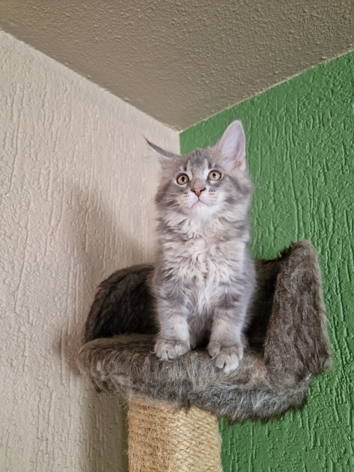 Maine Coon's, prachtig nestje kitten, Meerdere dieren, Met stamboom, 0 tot 2 jaar