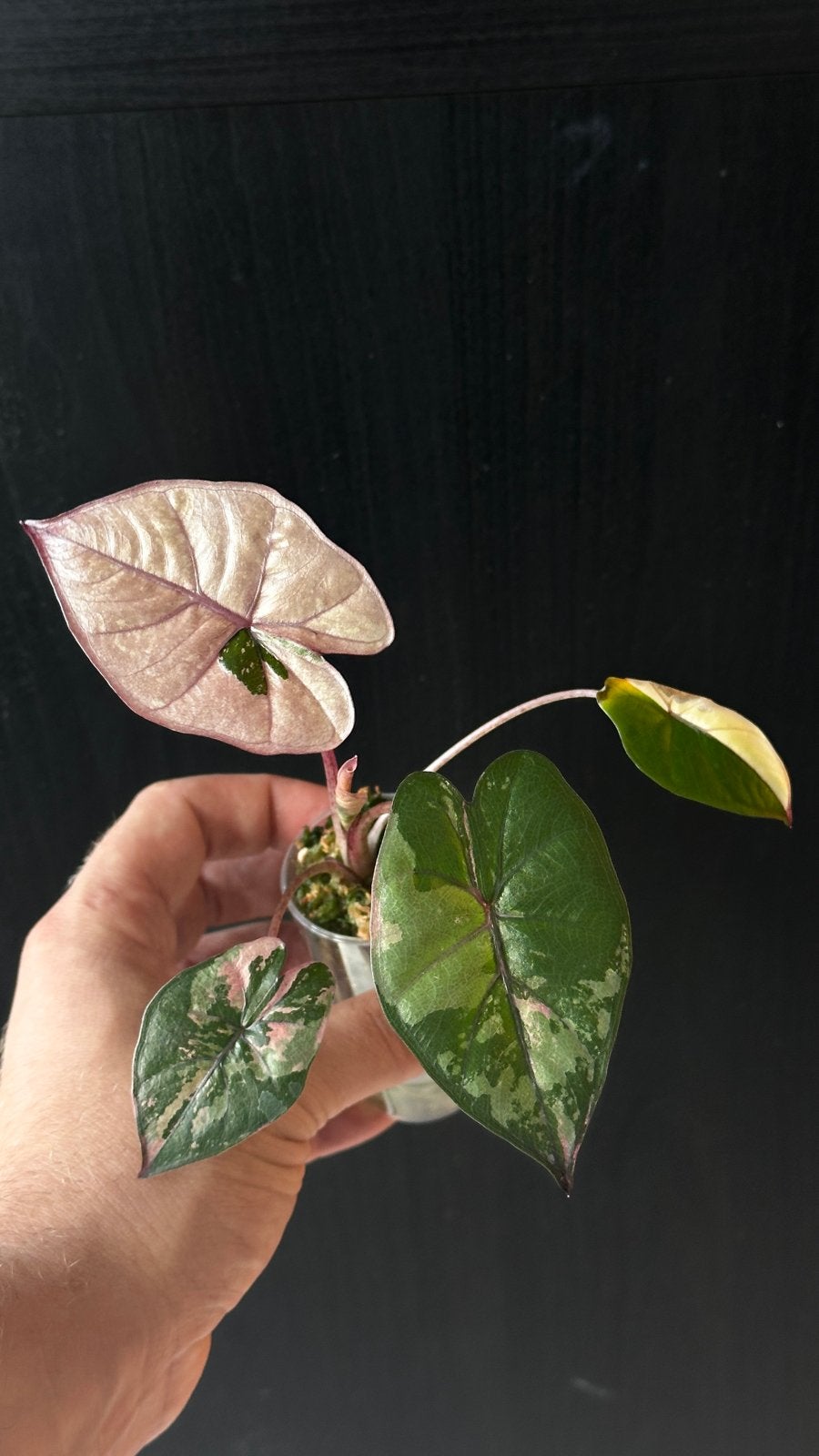 Alocasia Yucatan Princess Pink Variegata, Ophalen of Verzenden, Halfschaduw, Minder dan 100 cm