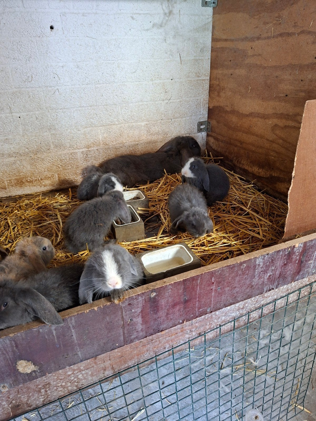 Franse hangoren konijn, verschillende kleuren, raszuiver, Meerdere dieren, Kleurkanarie