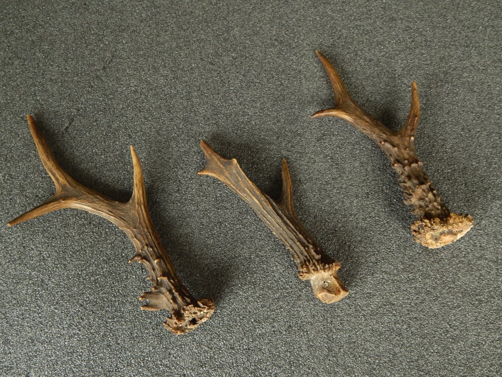 3 ree - geweien, Verzamelen, Dierenverzamelingen, Ophalen of Verzenden, Gebruikt, Hert, Gewei of Kop