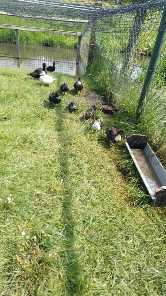 Kuikens zwarte kwakertjes, Dieren en Toebehoren, Pluimvee, Meerdere dieren, Kip