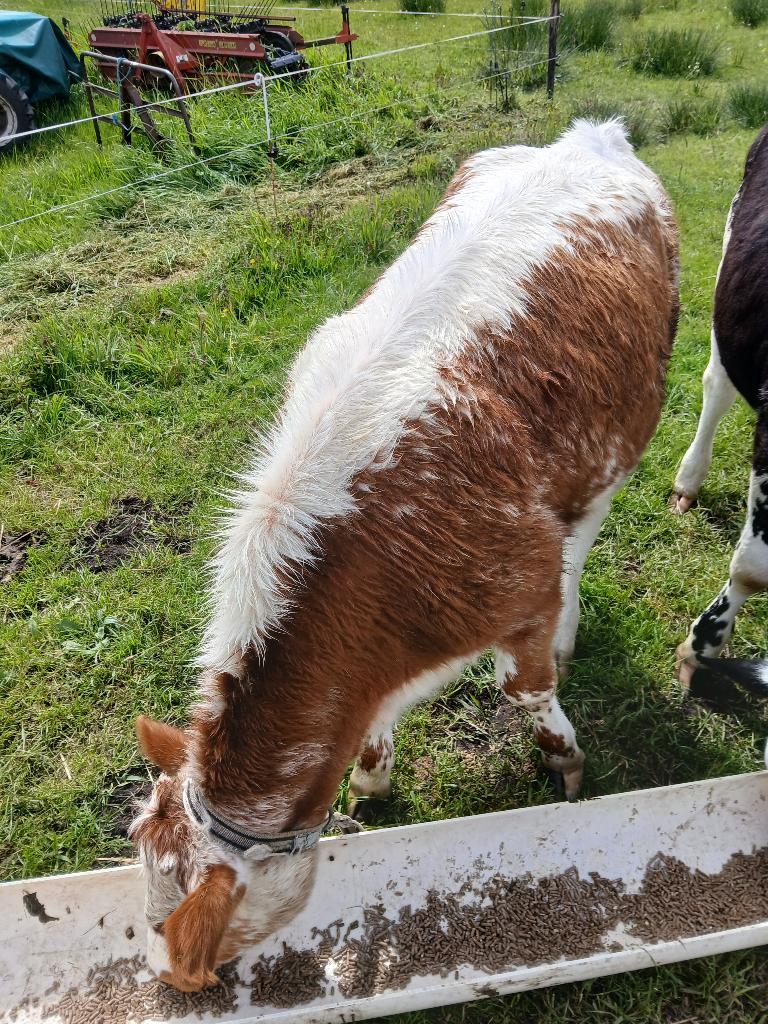 Witrug kalf, Dieren en Toebehoren, Runderen, Geslacht onbekend, 0 tot 2 jaar