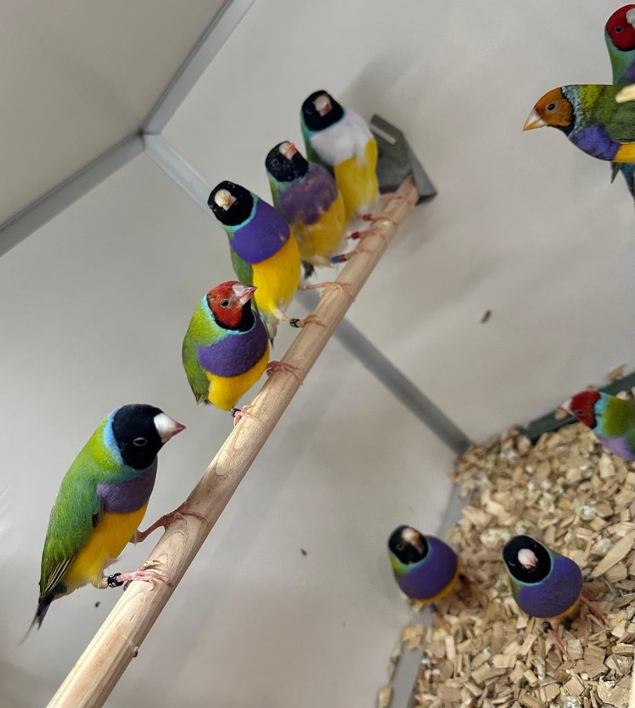 Gouldamadines koppels, Dieren en Toebehoren, Meerdere dieren