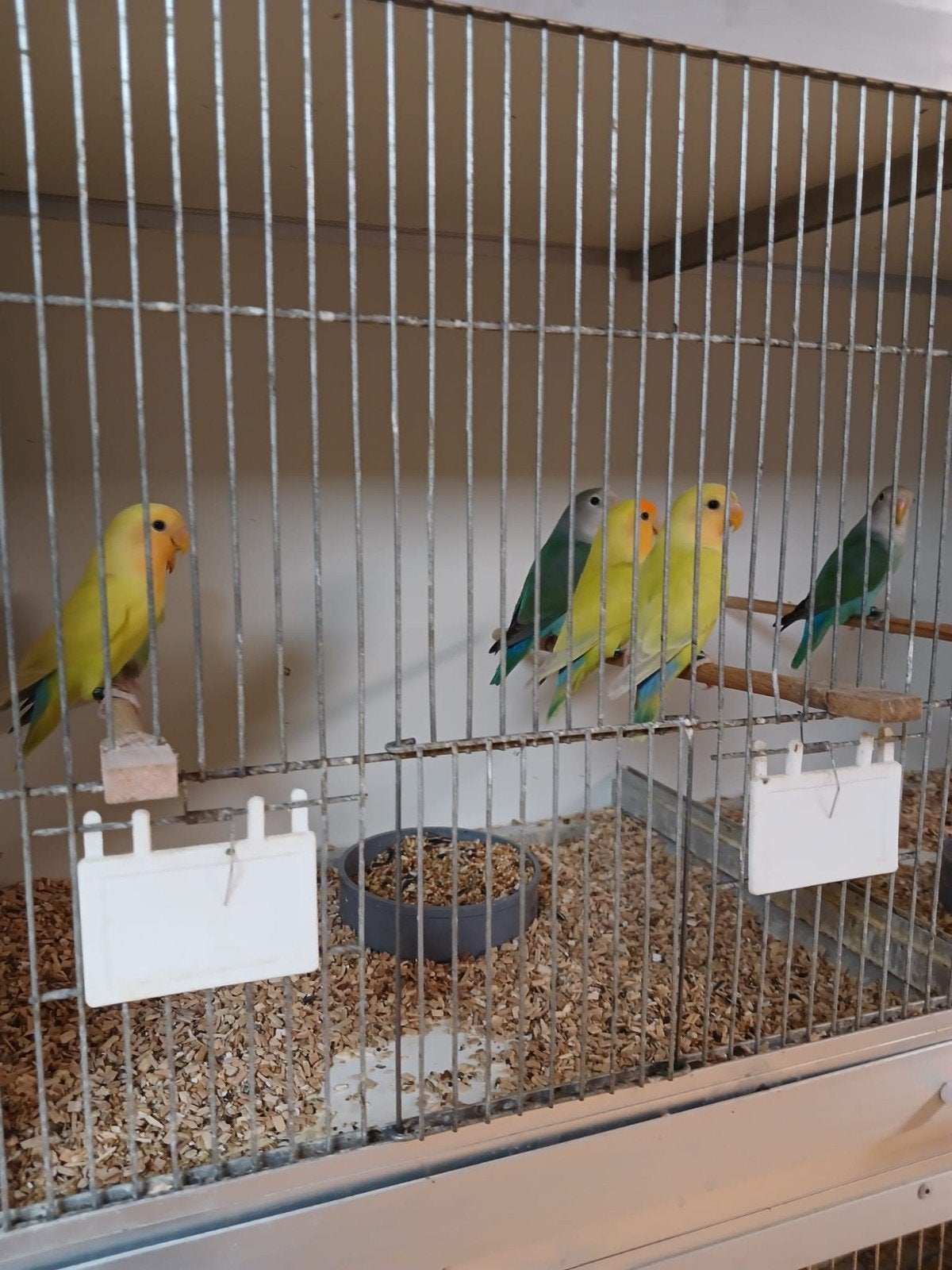 Vele soorten vogels zaterdag ochtend geopend tot 1 uur, Dieren en Toebehoren, Meerdere dieren, Parkiet