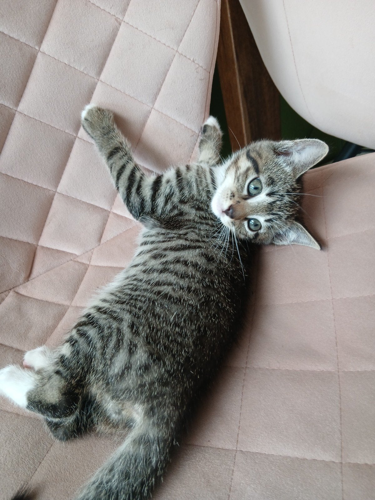 deze kittens zoeken lief personeel!, Dieren en Toebehoren, Meerdere dieren