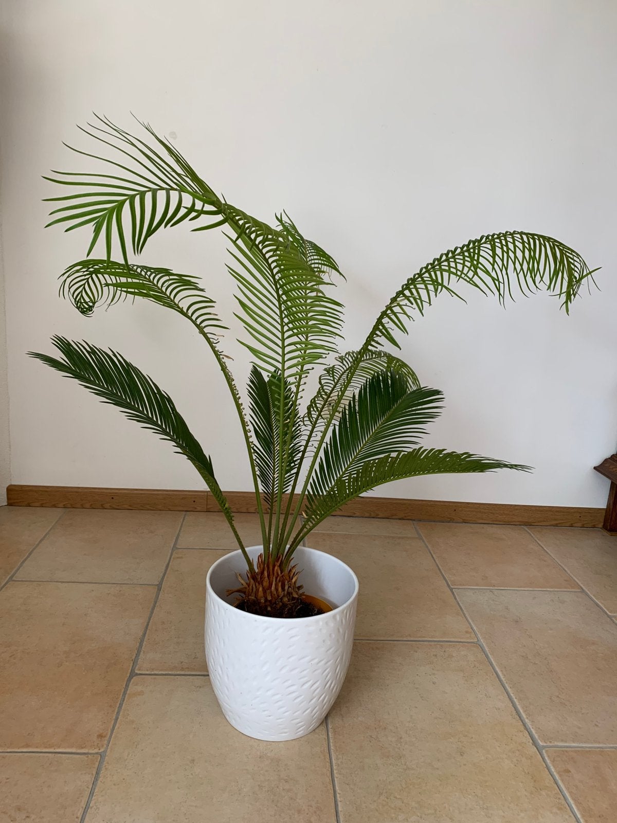 Sikka Palm met mooie witte bloempot, Ophalen, Halfschaduw, Minder dan 100 cm