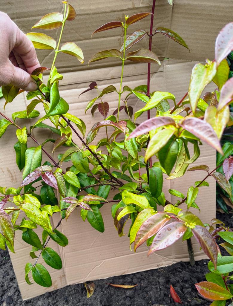 Kamperfoelie Lonicera Henryi 80cm hoog, Ophalen, Volle zon, Vaste plant, Klimplanten