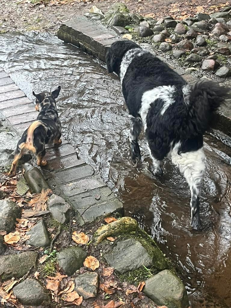 Kleinschallige huiselijke honden opvang & vakantie oppas, Ophalen of Verzenden