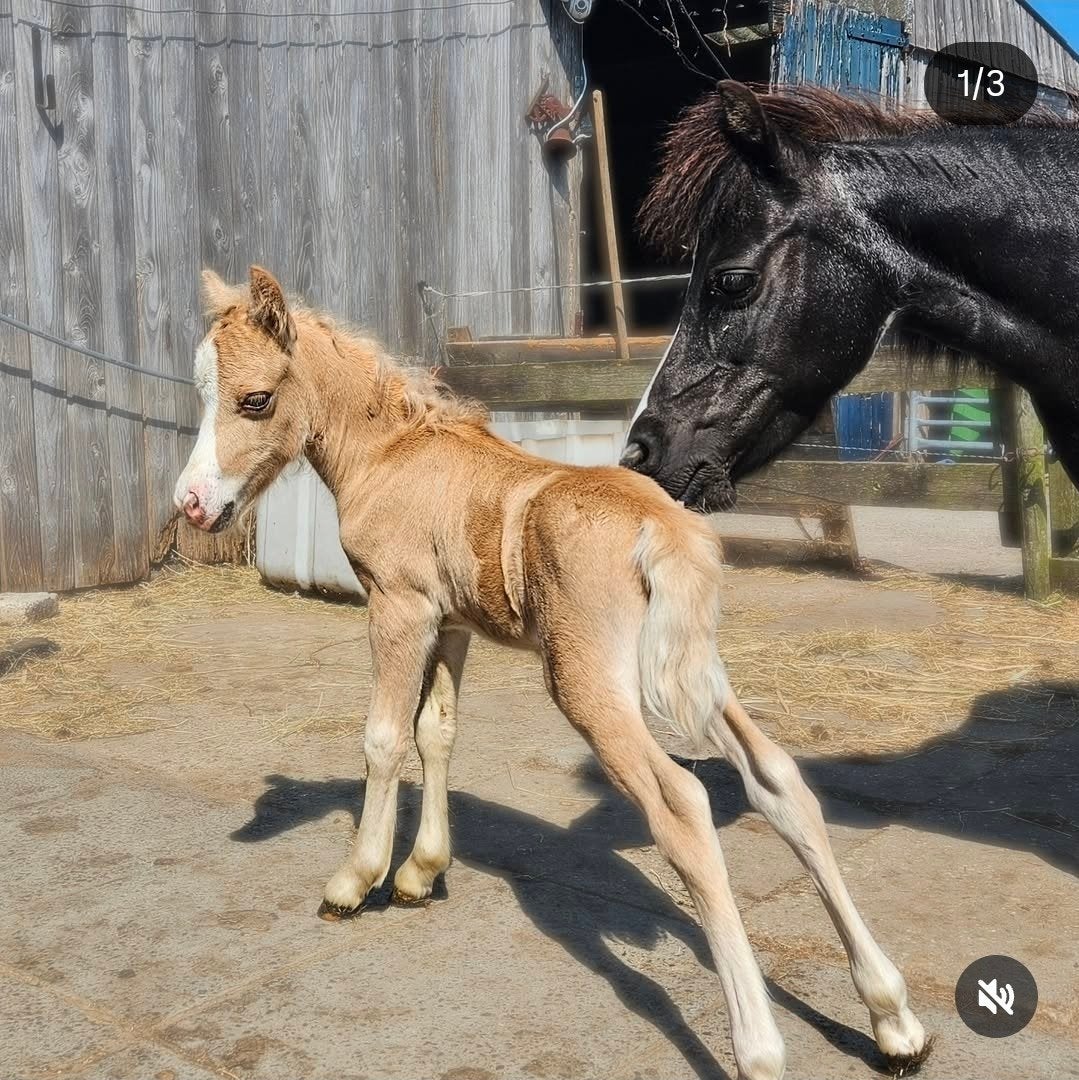 nmprs setje merrie met veulen., Minder dan 160 cm, 0 tot 2 jaar