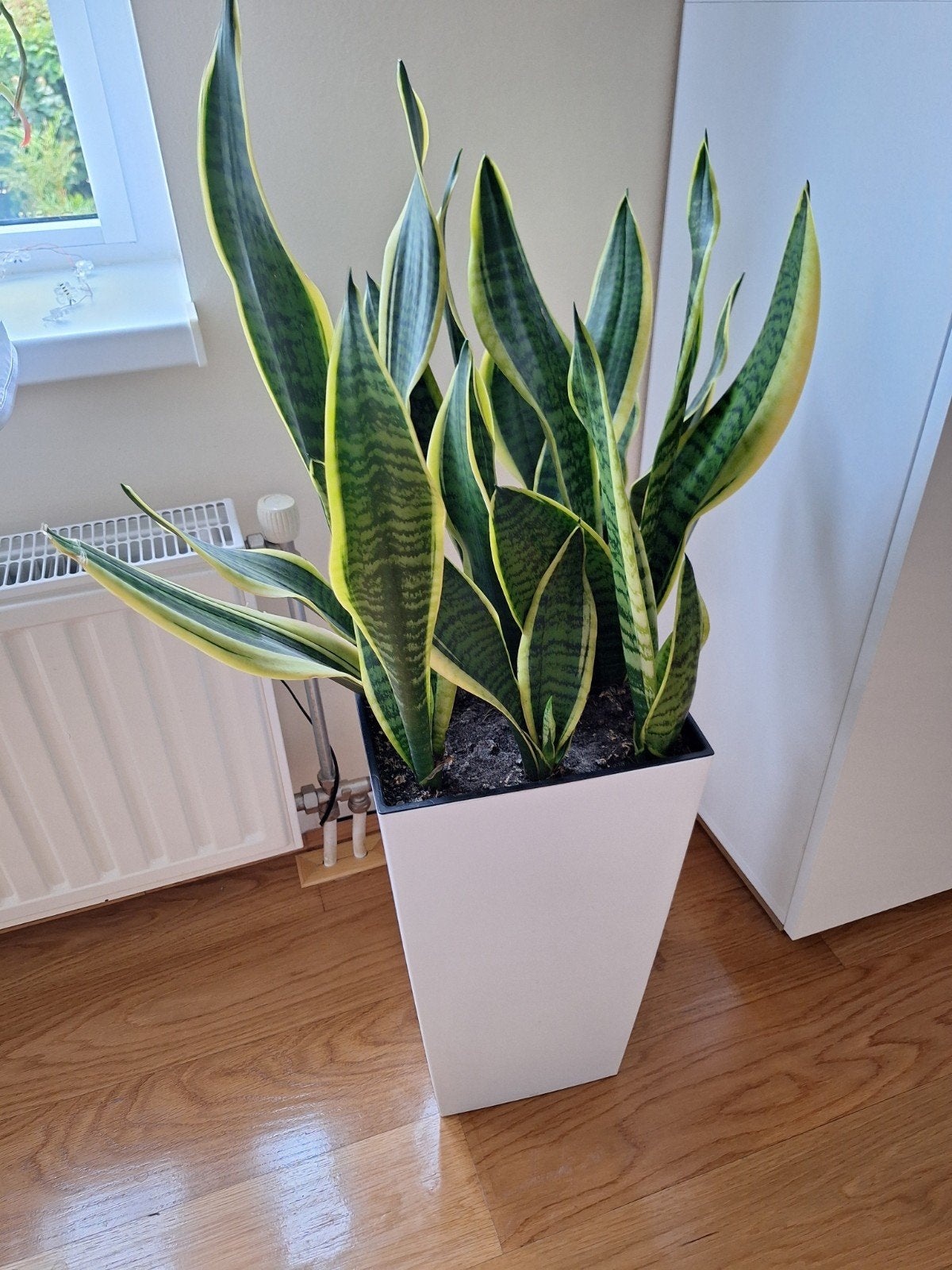 Gezonde Sansevieria vrouwentong, Ophalen of Verzenden, Halfschaduw, Minder dan 100 cm