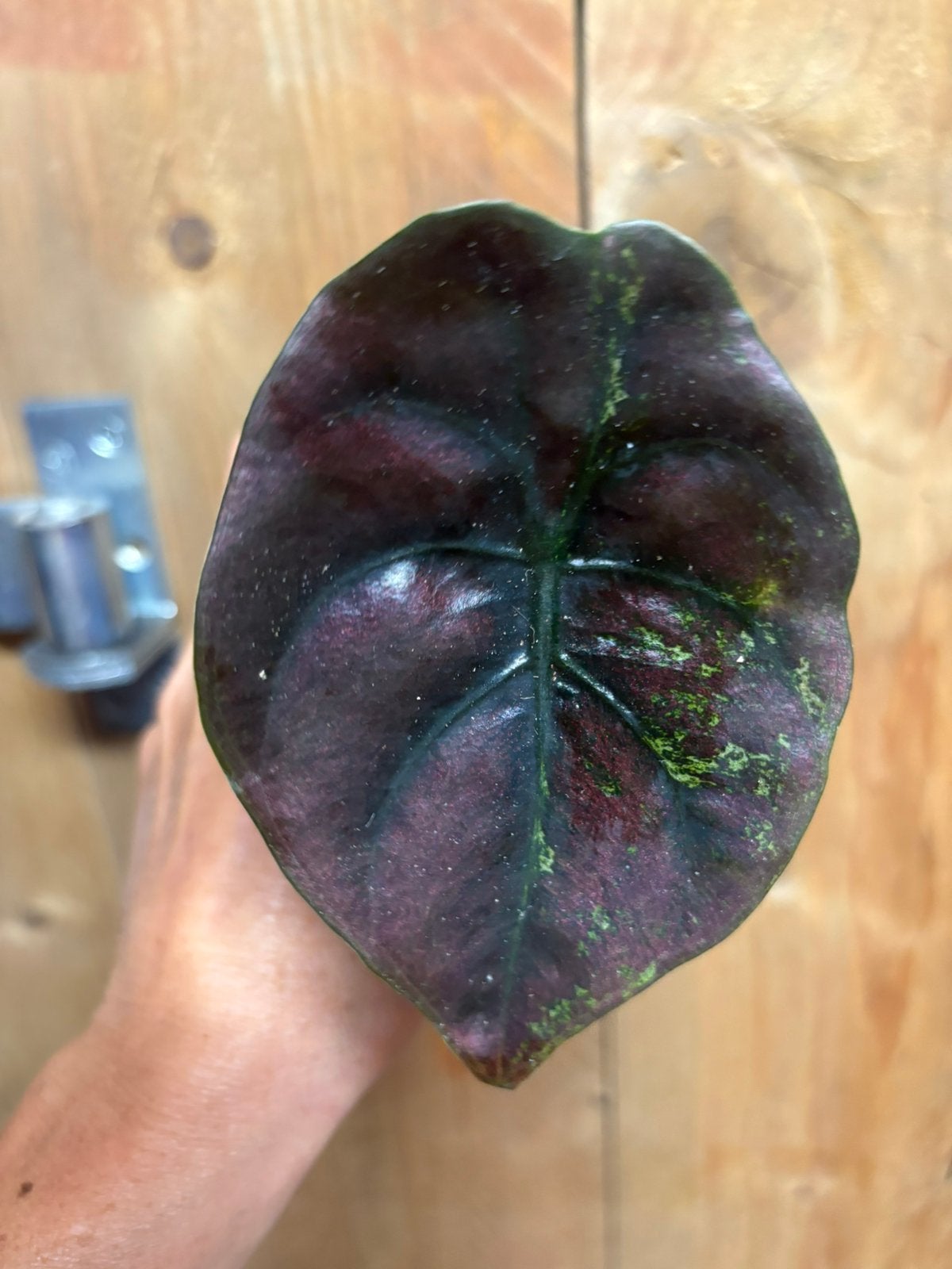 Alocasia red secret cuprea variegata plant mint green pink, Huis en Inrichting, Kamerplanten, Ophalen of Verzenden, Halfschaduw