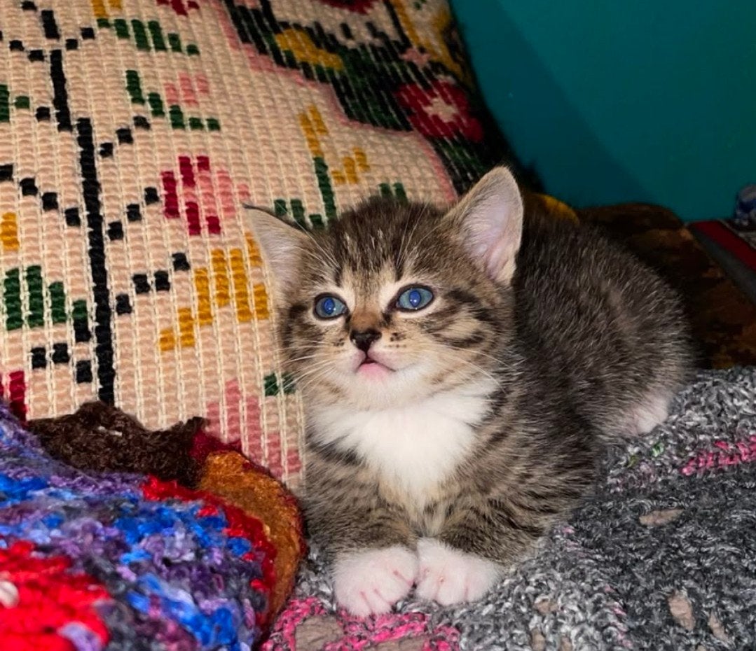 britskorthaar/langhaar kittens tekoop