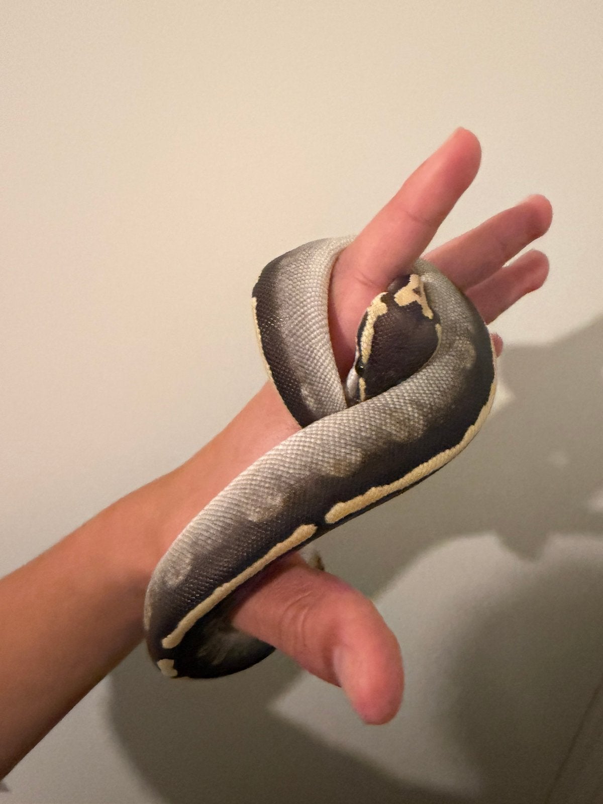 0.1 Ball Python / Regius Ball Python photo 2